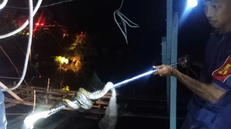 Damkar Natuna Evakuasi Ular Piton di Permukiman Warga Bandarsyah