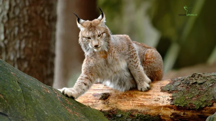 Hari Lynx Internasional Setiap 11 Juni, Simak Sejarahnya