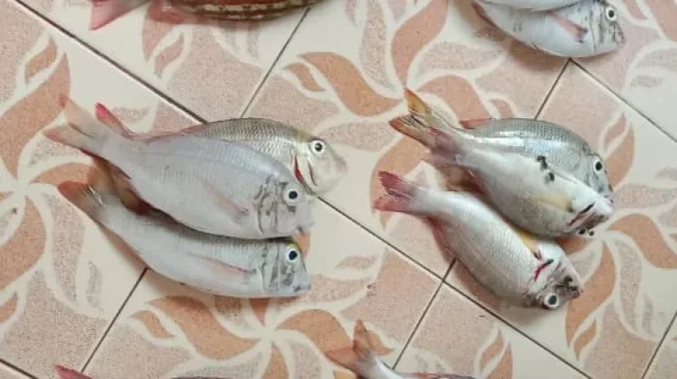Kandungan Gizi dalam Ikan Karang dan Manfaatnya bagi Kesehatan