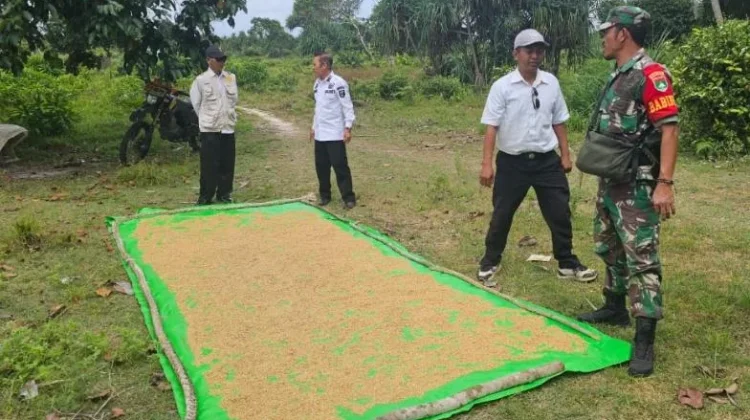 Wujudkan Swasembada Pangan, Babinsa Desa Payak Pantau Perkembangan Padi Petani