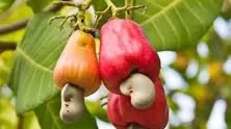 Kandungan serta Manfaat Nutrisi Jambu Mete untuk Kesehatan