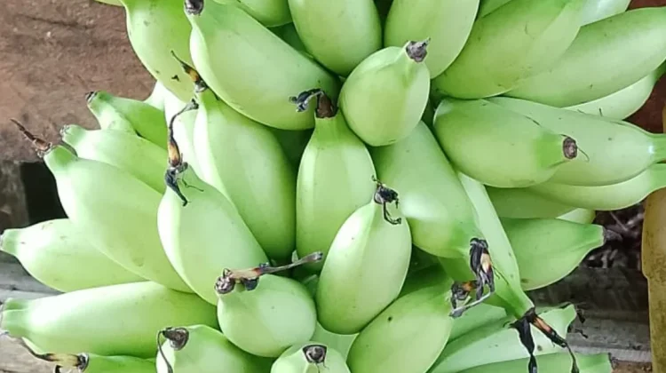 Pisang Ulin Pencuci Mulut