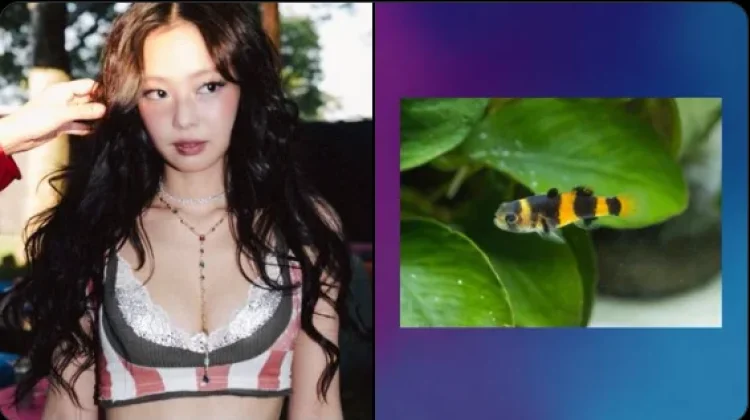 Nama Jennie Ruby Jane Diabadikan dalam Spesies Ikan Baru Bumblebee Goby