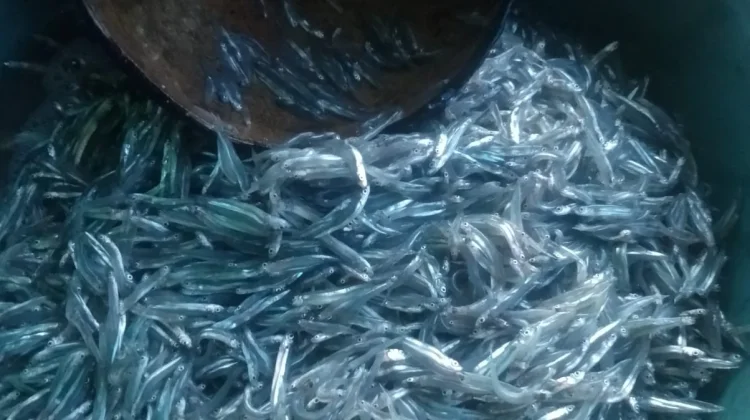 Ikan Bilis, Sumber Protein yang Murah dan Bergizi