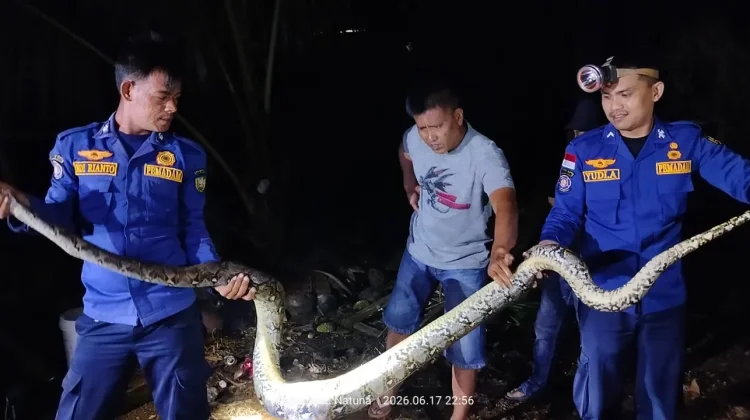 Damkar Natuna Evakuasi Ular Piton di SP 1 Harapan Jaya