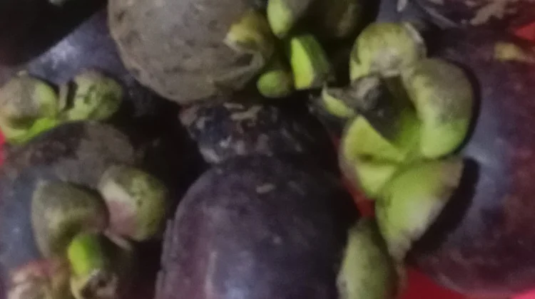 Buah Manggis Kaya Nutrisi