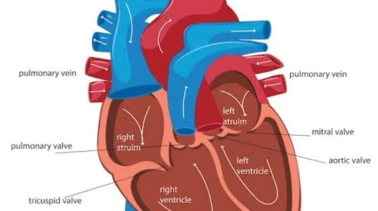 Delapan Kelainan Jantung dan Pembuluh Darah Penyebab Stroke