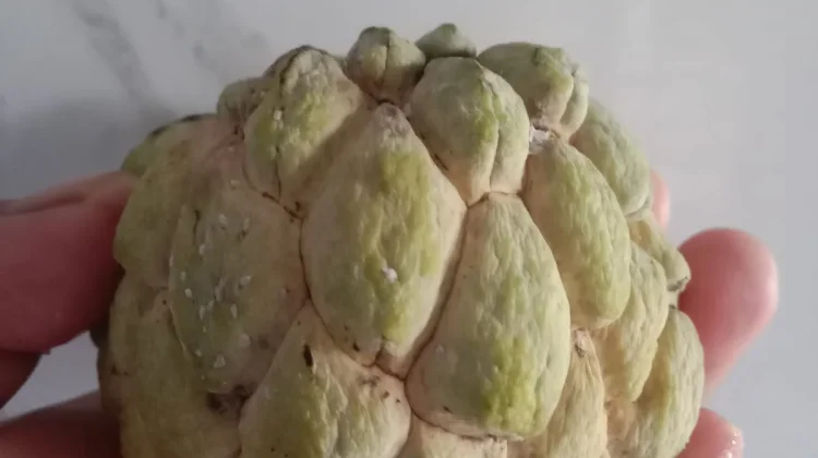 Buah Srikaya Kaya Nutrisi dan Beragam Manfaatnya