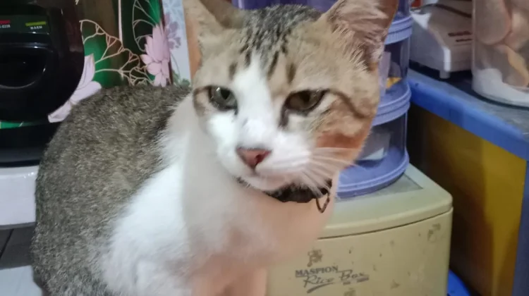 Mengenal Kucing dan Manfaat Memeliharanya untuk Kesehatan Mental