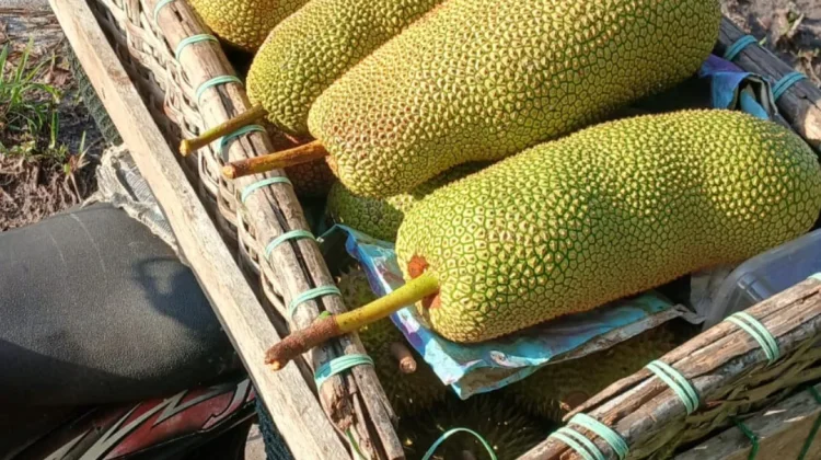 Nangkadak Mulai di Kembangkan di Natuna