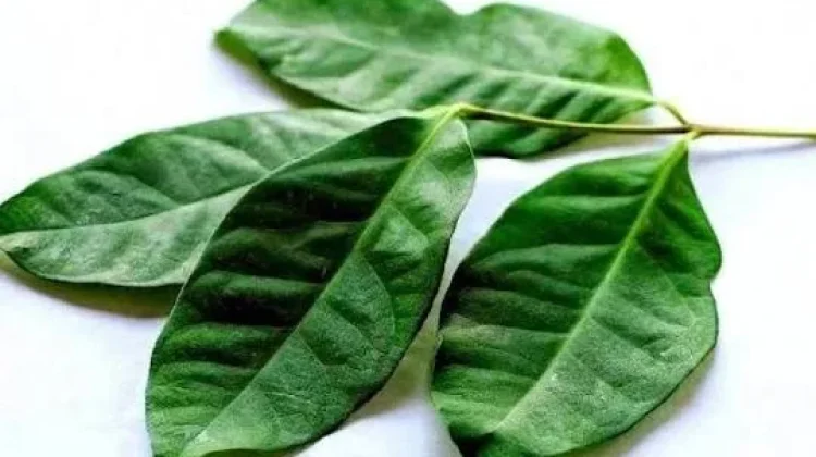 Daun Salam dan Manfaatnya yang Jarang di Ketahui
