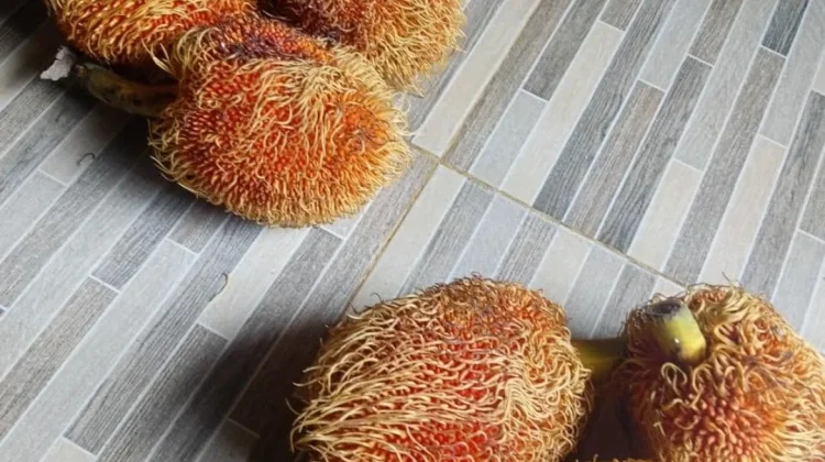 Buah Keluntan Khas Ranai Banjiri Lapak Pedagang