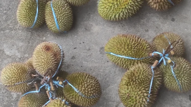 Durian di Ranai Mulai Banjir