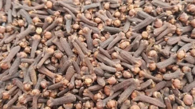 Harga Cengkeh Kering di Ranai Stabil