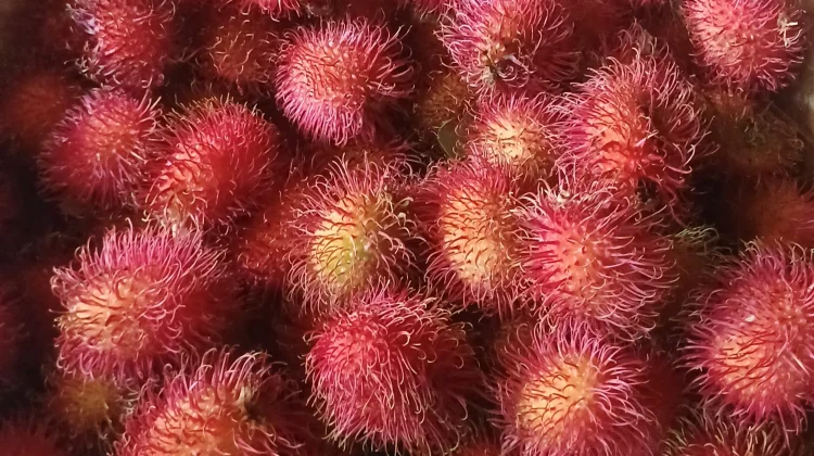 Khasiat Buah Rambutan untuk Kesehatan Sehari-hari