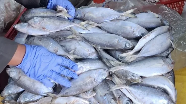 Karantina Kepri Terbitkan Sertifikat Kesehatan Ikan Asal Natuna