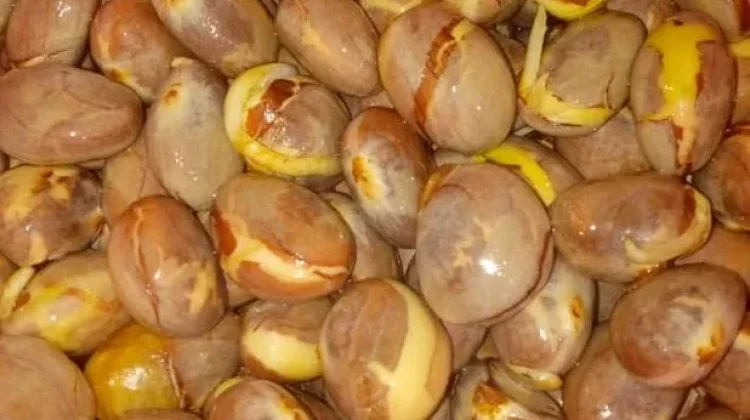 Biji Nangka Rebus Segudang Manfaat Kesehatan