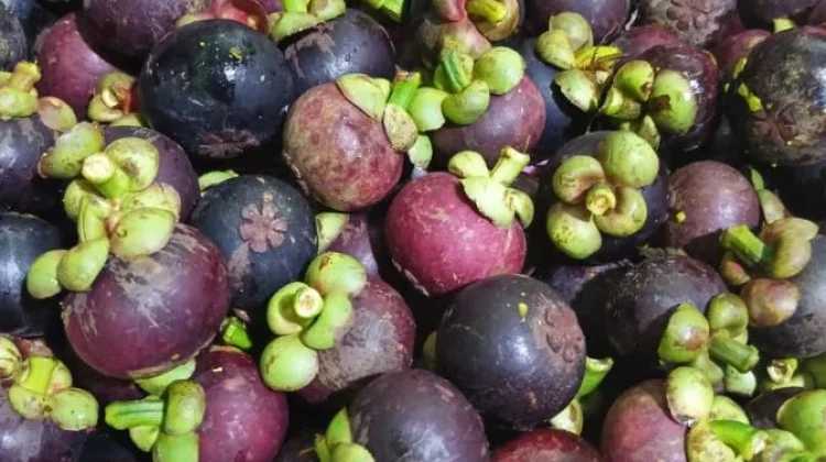 Tips Memilih Buah Manggis, agar Tidak Kecewa