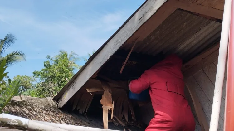 Damkar Natuna Berhasil Basmi Sarang Lebah Madu di Ranai Kota