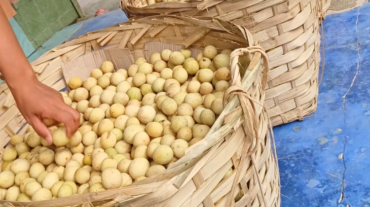Buah Duku, Manis Alami dengan Segudang Manfaat