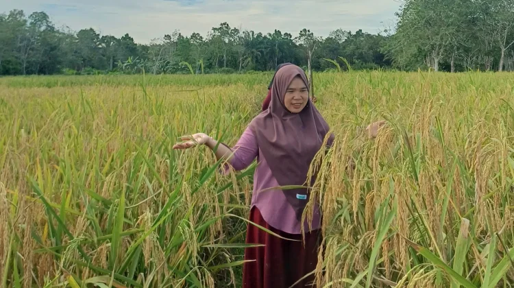Buah Padi, Sumber Kehidupan dan Pangan Utama