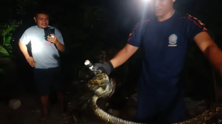 Damkar Natuna Evakuasi Ular di Permukiman Warga Bandarsyah