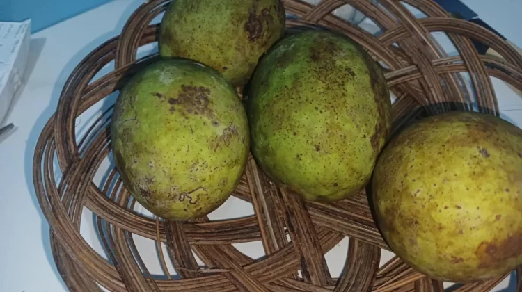 Menjelajah Kuliner Natuna Sensasi Unik Buah Sedek