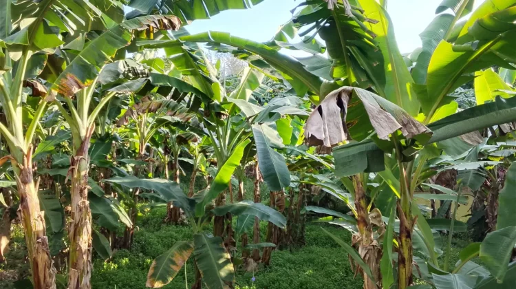 Kebun Pisang Jadi Peluang Baru Raih Penghasilan