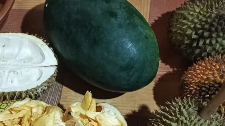Bukan Sekadar Hobi, Ini Manfaat Berkebun