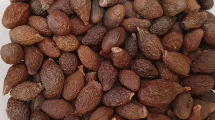 Harga Buah Kembang Semangkok Meningkat, Warga Ranai Mulai Berburu ke Hutan