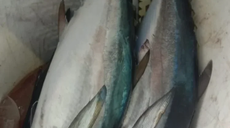Ikan Tongkol Kaya dengan Protein dan Mineral