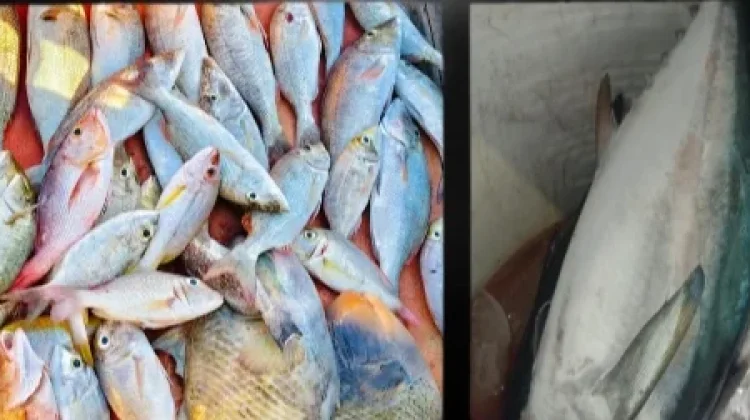 Mana Lebih Baik Ikan Karang atau Ikan tongkol untuk Otak Anak