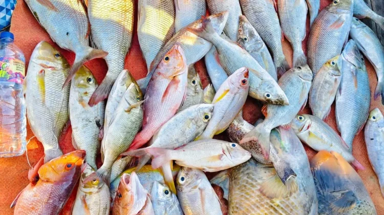 Tips Mengolah Ikan Karang agar Tidak Amis