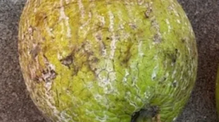 Kandungan Buah Sukun yang baik untuk Kesehatan