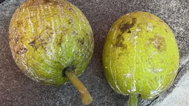 Sukun Buah Tropis yang Menyebar Keberbagai Penjuru Dunia