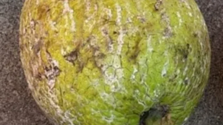 Bahaya Mengkonsumsi Buah Sukun Secara Berlebihan untuk Kesehatan