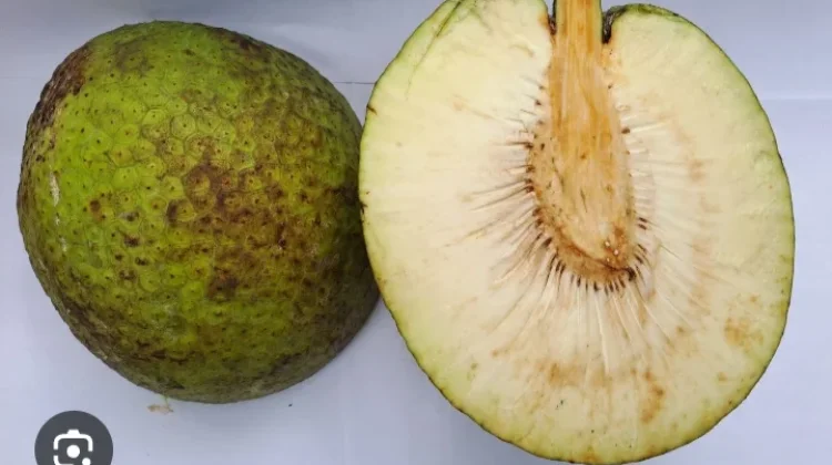 Tips Memilih Buah Sukun yang Tua dan Berkualitas Baik
