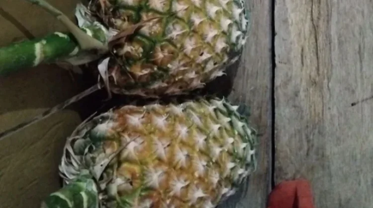 Kandungan Vitamin Buah Nanas yang Baik untuk Kesehatan