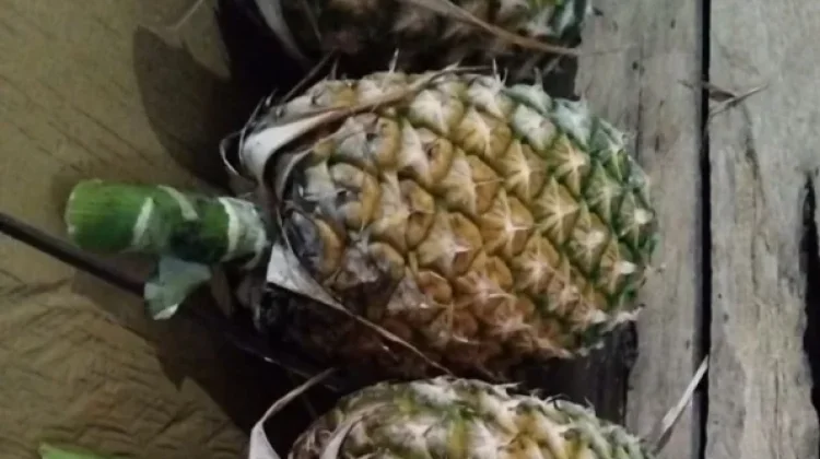 Tips Memilih Buah Nenas yang Manis dan Segar