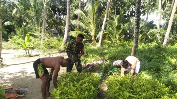 Babinsa Seluan Barat Dampingi Petani Cengkeh dalam Pembibitan Tanaman