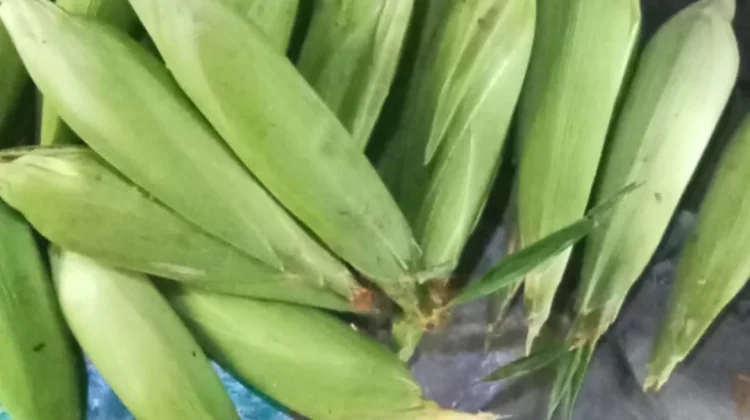 Natuna  Panen Jagung Manis q