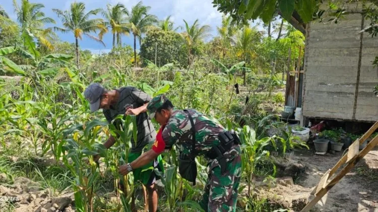 Babinsa Dampingi Petani Jagung, Perkuat Ketahanan Pangan di Desa Payak