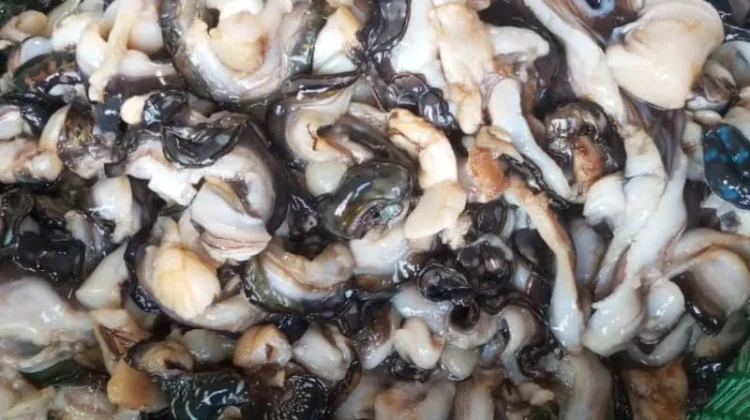 Kandungan Vitamin dalam Kerang Laut dan Manfaatnya bagi Kesehatan
