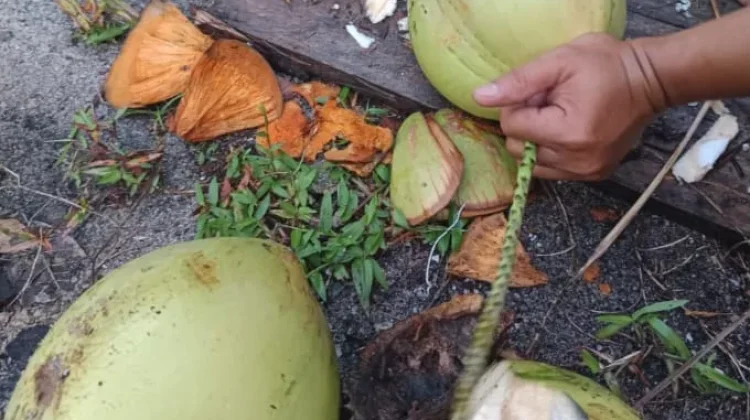 Tips Mengupas Kelapa Muda dengan Mudah