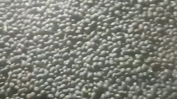 Prospek Kembang Semangkok atau Buah Beghuk