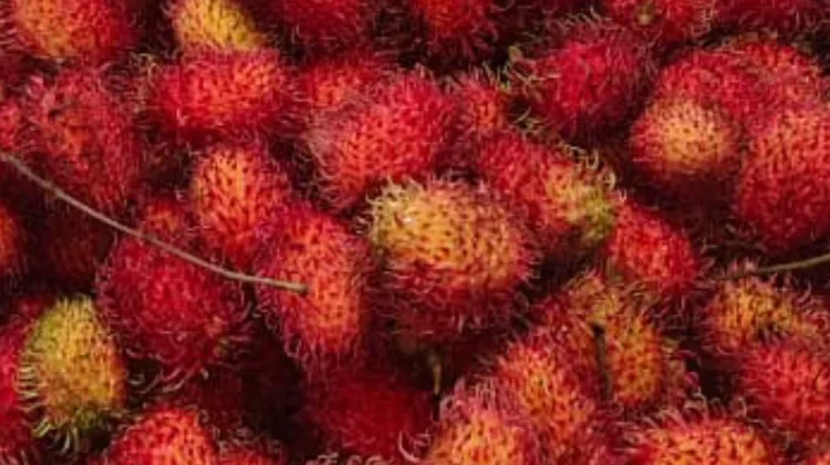 Rambutan Lokal, Cita Rasa Tidak Kalah Saing