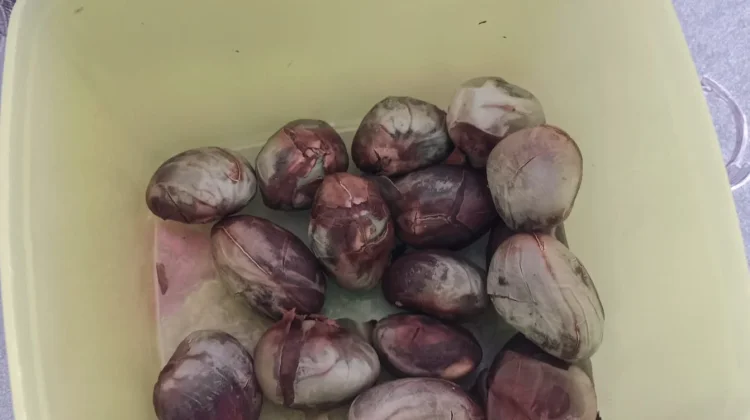Kandungan Vitamin dalam Biji Cempedak yang Sering Terabaikan