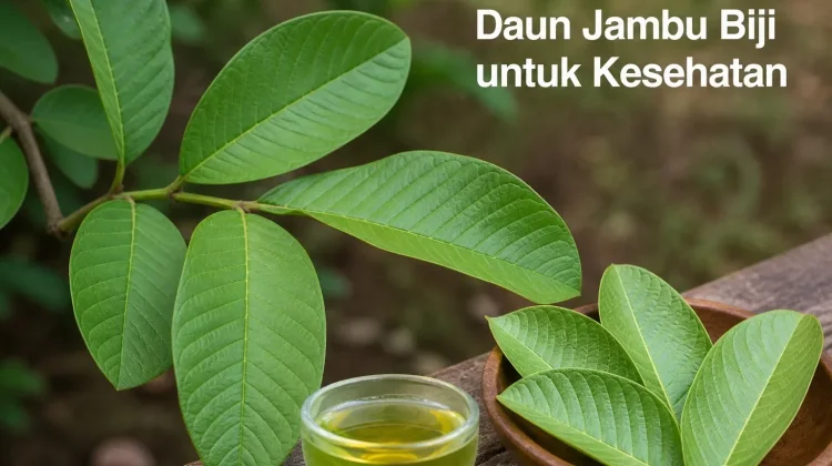 Manfaat Air Rebusan Daun Jambu Biji untuk Kesehatan Tubuh