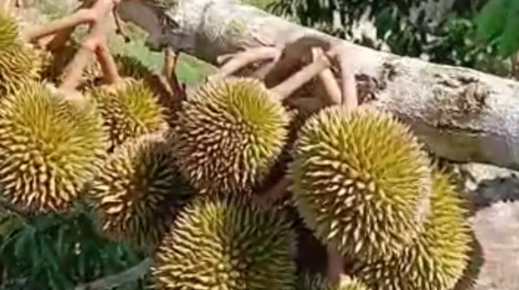 Berkah Durian Kampung