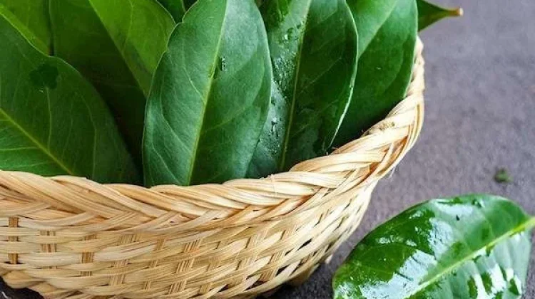 Manfaat Daun Salam untuk Kesehatan  yang Jarang Kita Ketahui